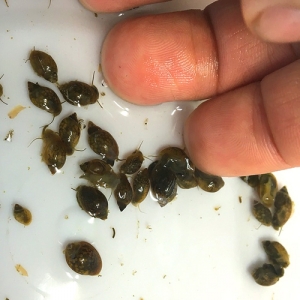 물달팽이 100 마리 (복어먹이)