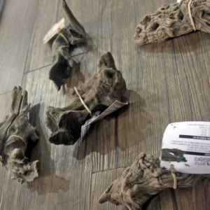 아프리카 오퓨유목 소 1 개(10~20cm)