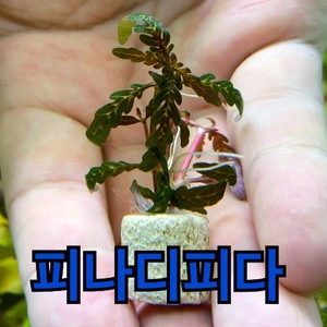 하이그로필라 피나디피다 작은잎 링포트 4개