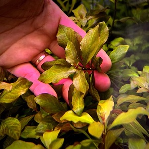 루드위지아 다크오렌지 6 촉 (수중엽)